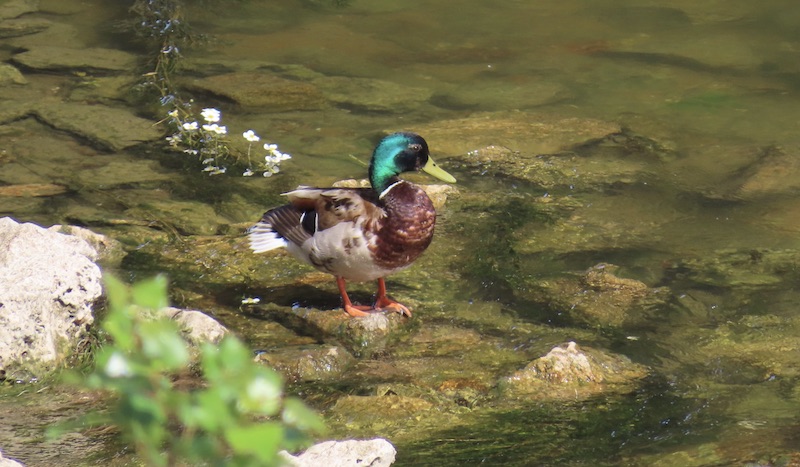 Canard fleurs et Loire