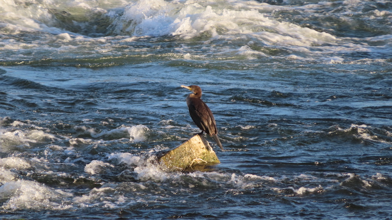 Un cormoran et la Loire